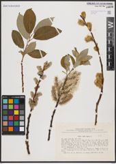 Foto von Salix caprea L.